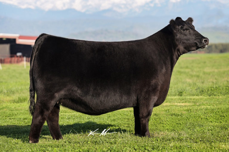 BCII Zoey 2114 - Colburn Cattle Company